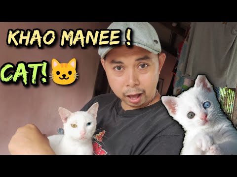 Ang unique nming pusa/Khao Manee Rare Cat | Philippines!