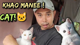 Ang unique nming pusa/Khao Manee Rare Cat | Philippines!