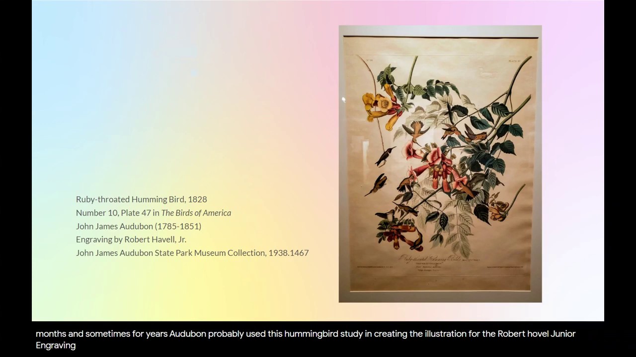 Museum Monday -- Ruby-throated Hummingbird - YouTube