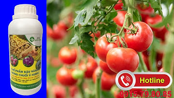 Dịch chuối có tác dụng gì? Dịch chuối humic cho hoa hồng, hoa lan mua ở đâu Hà Nội - 0915.79.80.85