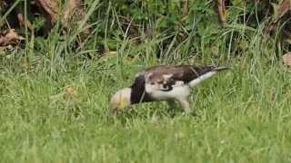 1030709華固綠大地黑領椋鳥