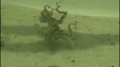 Underwater Bipedal Locomotion by Octopuses in Disguise