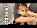 お風呂慣れしてしまった柴犬のお風呂時間【柴犬のいる暮らし】