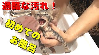 【Has a lot of fleas】Kitten came to my house blood of a wildcat.-#3-