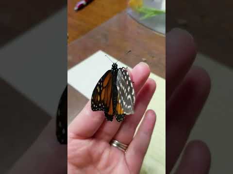 She Saved This Butterfly With A Feather | The