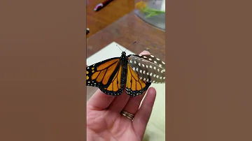 She Saved This Butterfly With A Feather | The Dodo