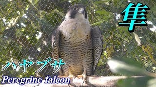 【世界最速】ハヤブサ(隼)の生態〜世界最速の速度とは〜(Peregrine Falcon) 【世界最速】ハヤブサ(隼)の生態〜世界最速の速度とは〜(Peregrine Falcon)