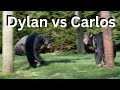 Chimpanzee alpha male fight