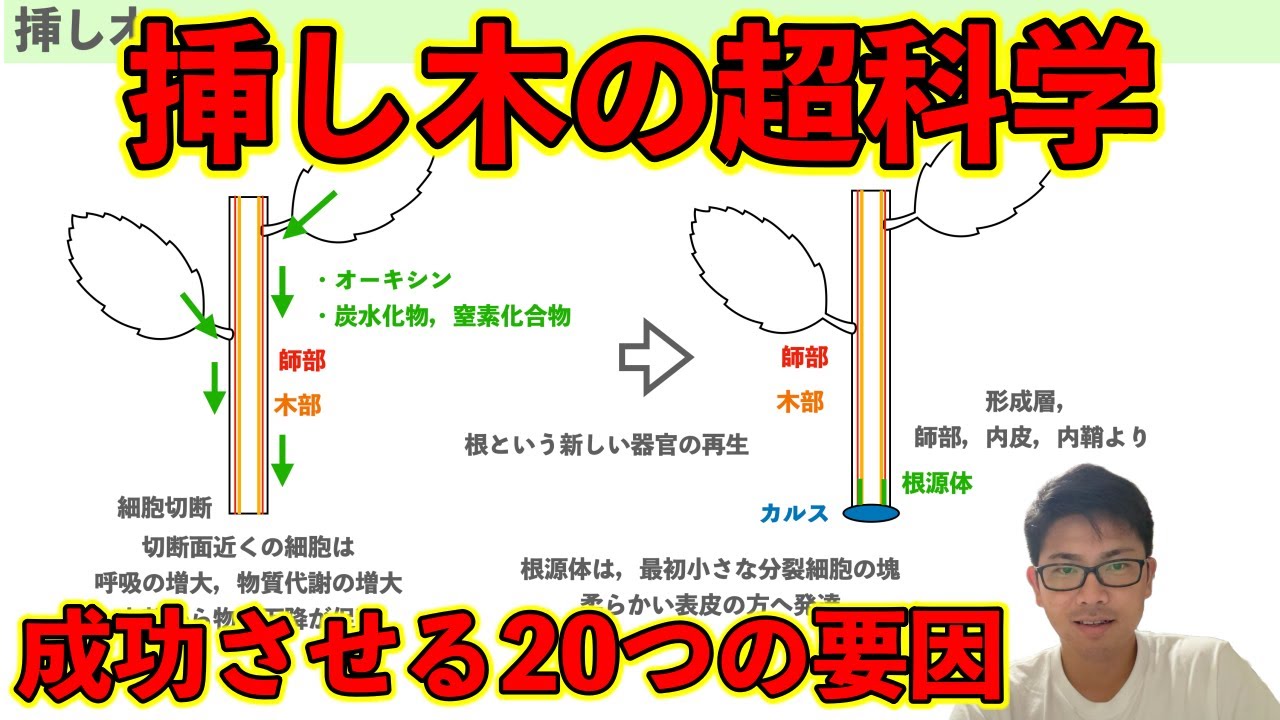 【挿し木の科学】挿し木の理論と植物の増やし方の成功のコツ！失敗してる人は難しいけどこれを見てみて．