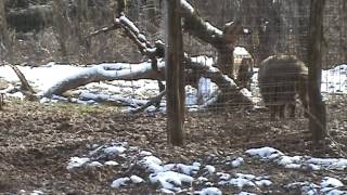 Jamiro Vom Habsburgwald Wildschweingatter 10.02.2013 Video2.Mpg