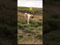 Here(rabbit) hunting with dog #hunting#rabbit#dog#viral#foryou#unfrezzmyaccount#subscribe#support#