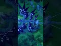 Varka’s Element LEAKED? (Finally!) #genshin #genshinimpact