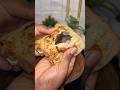 Bread toast #shorts #youtube #shorts #reels #food #yt #mango #tamilshorts #saiabhyankkar #music #yt