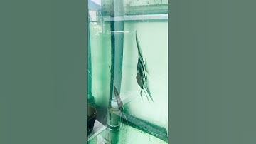 Altum Orinoco: nét đẹp quý tộc của dòng Thần Tiên #minhlee #nhacaminhlee #cichlids