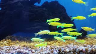 Danio Glofish Green