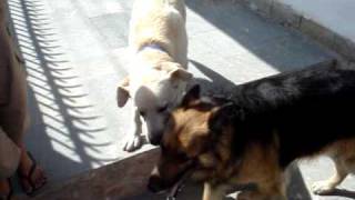 Labrador vs German Shepherd - Height of Energy and Patience by panksoni 15,030 views 14 years ago 2 minutes, 27 seconds