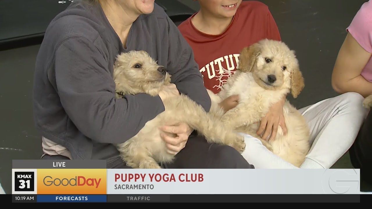 Join the Puppy Yoga Club in Sacramento!