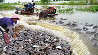 Collation Best 5 Fishing Videos on Road Flooded - Amazing Catching & Catfish Swimming on Road