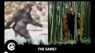 Is Bigfoot a Surviving Gigantopithecus (Includes Footage)