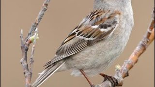 أنواع الطيور في الجزائر