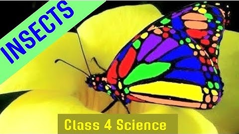 DAV Class 4 Science Ch-6 Insects|CBSE Class 4 Science