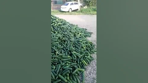 Сосед привез огурцы)
