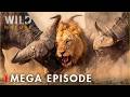 Run or Die (MEGA EPISODE) | The World's Deadliest Battles | Animal documentary
