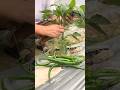 Pruning Peppers for Maximum Yield