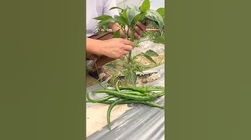 Pruning Peppers for Maximum Yield