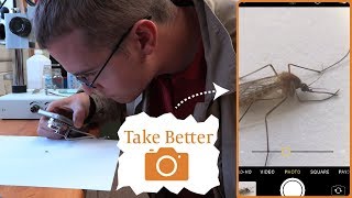 How to Take Better Photos of Insects for Identification screenshot 2