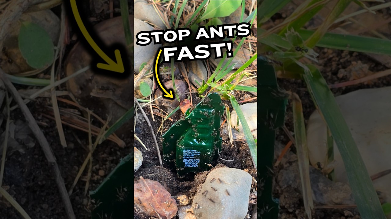 The Trap That Saved Our Entire Garden #gardening #ants #hack