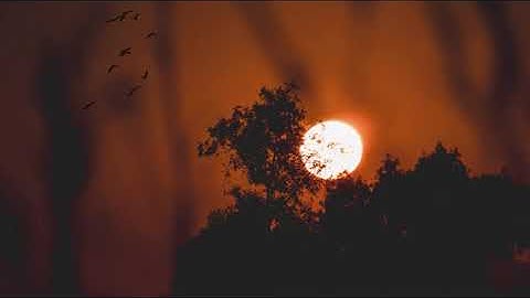 تلاوة شجية عذبة ما أجملها تُريح القلوب