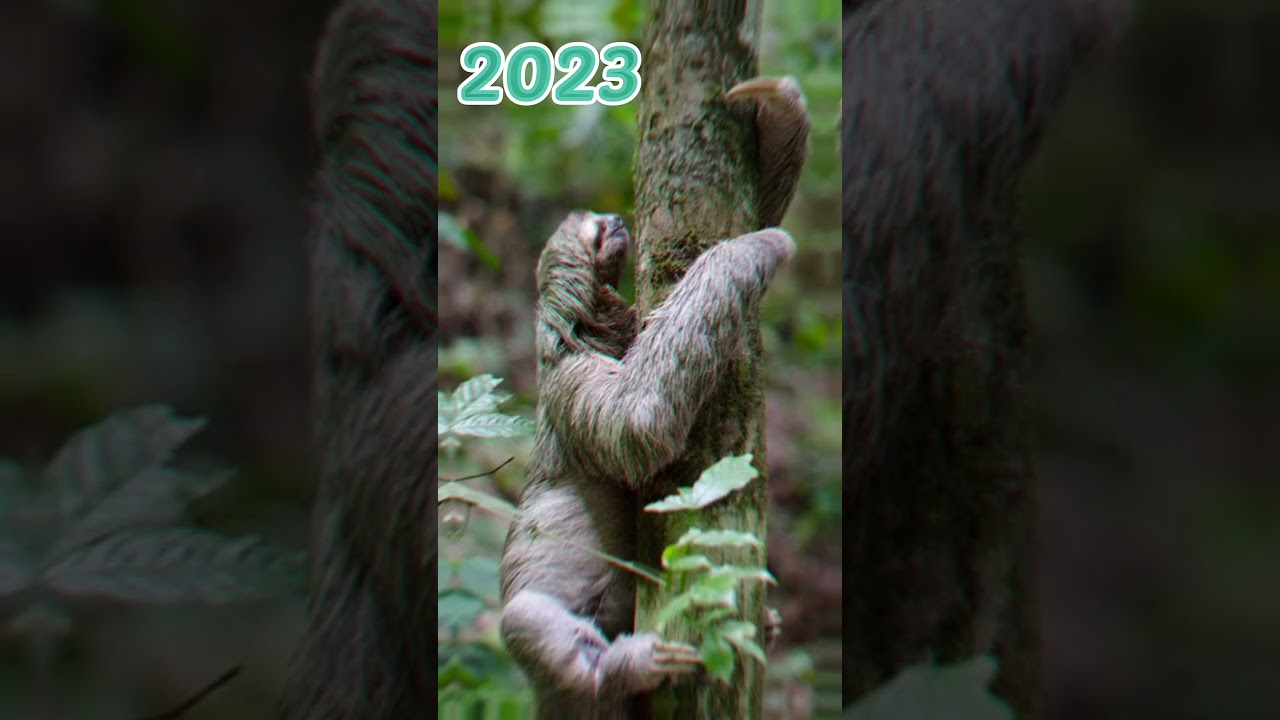 2023 sloth and 5000 bce sloth 🦥| Animal Evolution World | 