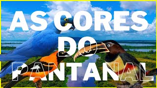 As cores do pantanal - Um dos maiores e mais ricos ecossistemas do mundo