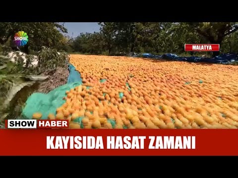 Kayısıda hasat zamanı!