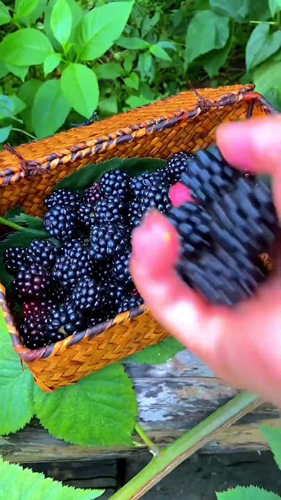 Blackberry Picking  #satisfying #shortvideo