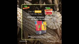 Nuevo Híbrido De Maíz, Dk-4021.