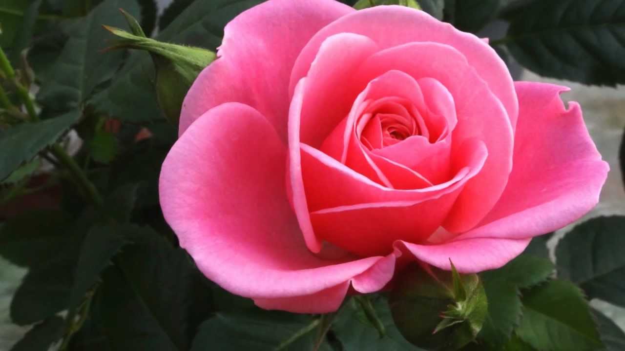 １月旬のお花 花木センター ホーマック茨城県那珂 Youtube