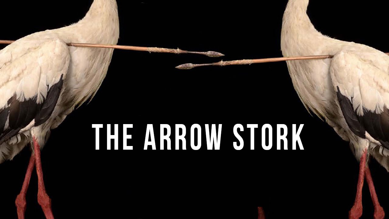 Video till Stork med pil i nacken löste mysteriet med flyttfåglar