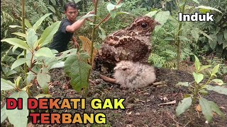 BURUNG  KOK MALES MEMBUAT SARANG, KASIAN ANAKNYA KEDINGINAN ( sarang burung cabak iblis )