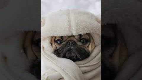 pug dog (part 2)   🐶cutest & funny video    #pug #puppy #funny #videos #like #short #beta #video