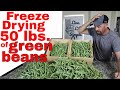 50 lbs. of FREEZE DRIED GREEN BEANS-- Garden Grown