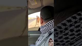 ESKRIM DICURI UNTA ‼️🤣