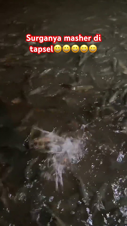 Surganya ikan masher di tapsel