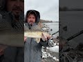 Судак на Дніпрі: Чи це Найкраща Риба для Спінінгу? #shorts