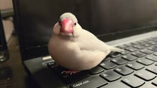 Java finch has declared it's break time and no more work can happen