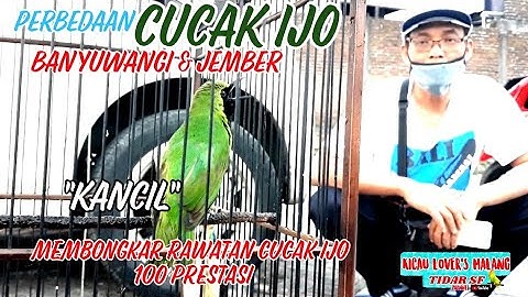 PERBEDAAN CUCAK IJO JEMBER & BANYUWANGI | SETTINGAN CUCAK IJO JAWARA AGAR STABIL DAN MAU BUNYI