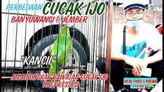 PERBEDAAN CUCAK IJO JEMBER & BANYUWANGI | SETTINGAN CUCAK IJO JAWARA AGAR STABIL DAN MAU BUNYI