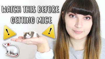 💡🐁 20 THINGS YOU SHOULD KNOW BEFORE OWNING MICE 🐁💡