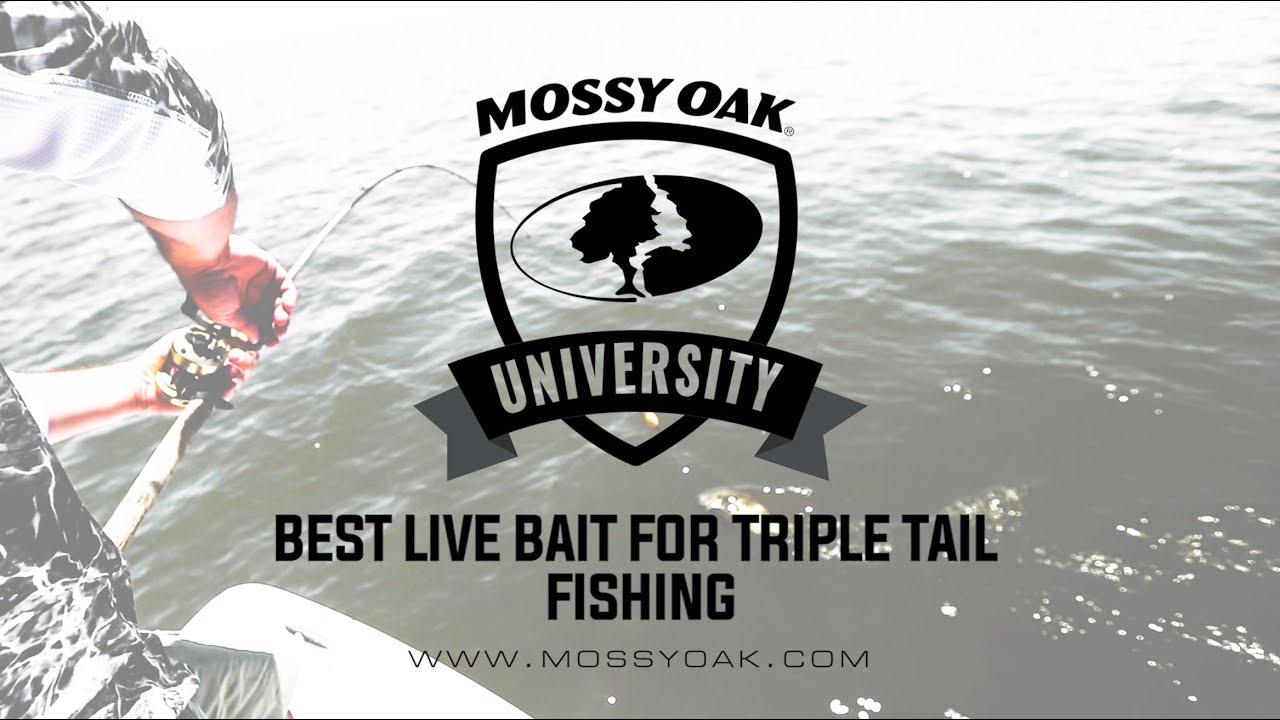Triple tail bait Outlet